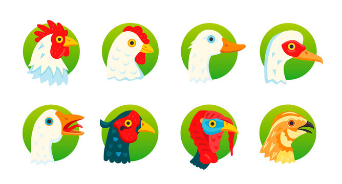 Set of icons, farm domestic birds vector illustrations