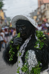 Gorille et son chapeau sent les feuilles le dernier jour de carnaval à Cayenne en Guyane française 