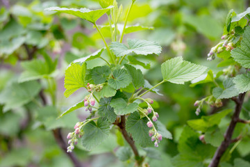 Bushes of a flowering currant in the open air grow close up in the garden on the chernozem. Selective focus.