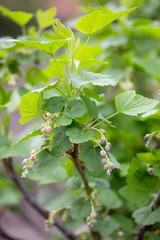 Bushes of a flowering currant in the open air grow close up in the garden on the chernozem. Selective focus.
