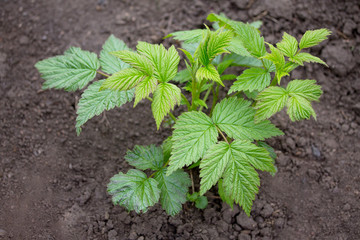 Bushes of young raspberries, a seedling in the open air grows close up in the garden on the chernozem. Selective focus.