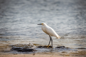 Snowy Egret (Egretta thula) standing at ocean shore.