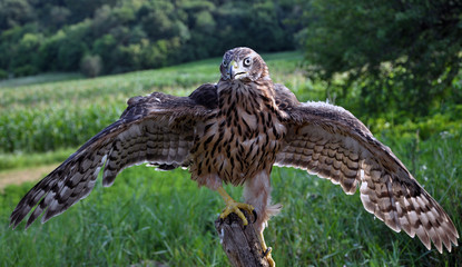 A young hawk on a background of green summer trying to fly