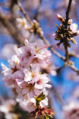 Fototapeta premium Spring