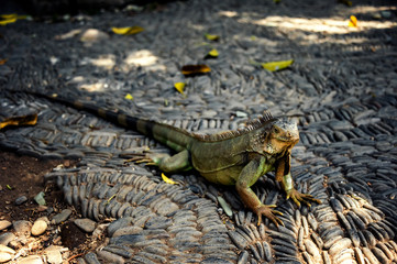a large lizard stands among the stones