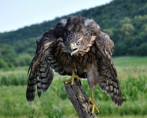 A young hawk on a background of green summer trying to fly