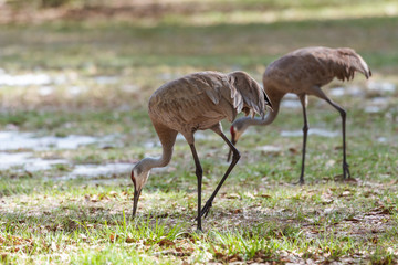 Obraz na płótnie Canvas Sand Hill Cranes (Grus canadensis) hunting for food