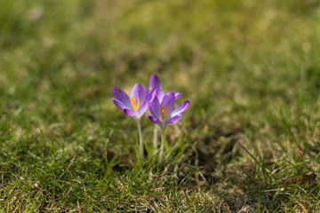 Crocus Flower At Spring Time