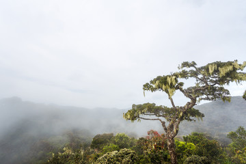 Fototapeta na wymiar Landscape in Horton Plains National Park, Sri Lanka.