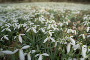 spring Flowers