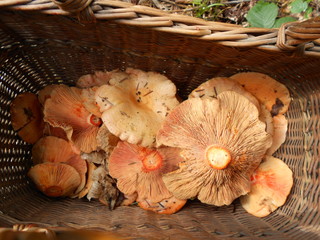 Rydze - Rudy rydz © agatop