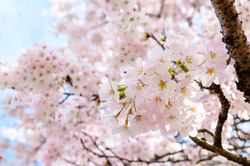 Obraz premium Beppu is a city in Oita Prefecture on the island of Kyushu, Japan. It is situated between the sea and the mountains. It is famous for its hot springs.