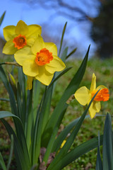 bicolored trumpet daffodils in full sun with blue sky background