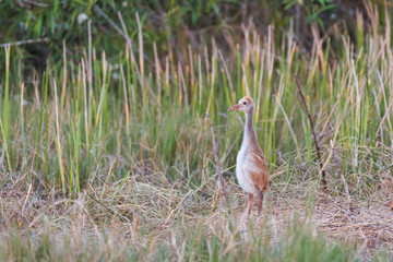 Sandhill Crane (Grus canadensis) baby chick, also known as a colt