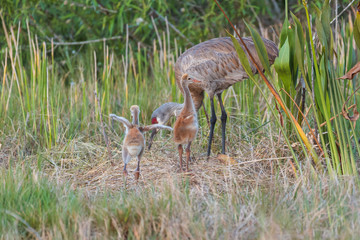 Sandhill Crane (Grus canadensis) babies otherwise known as colts