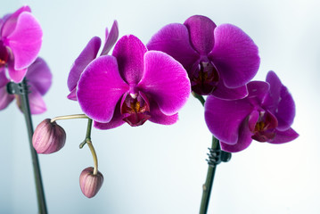 Orchids horizontal