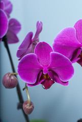Orchids Vertical