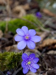 Spring flower hepatica.