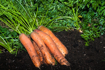 Carrots from the Garden