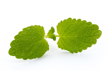 Fresh mint leaves isolated on white background. © gitusik