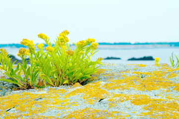 Flowers on a Rock 9