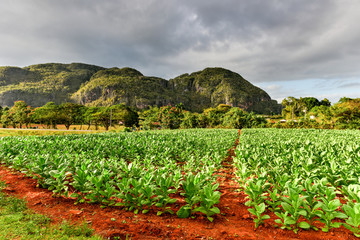 Fototapeta na wymiar Tobacco Plantation - Vinales Valley, Cuba