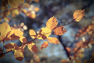 Otoño