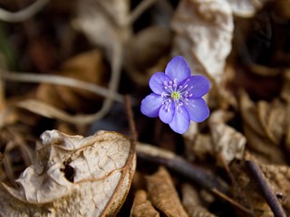 Spring flower hepatica.