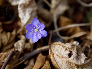 Spring flower hepatica.