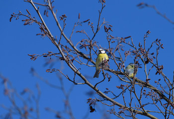 Blue tit sittting on a leafless tree branch against clear blue sky and another blue tit on the...