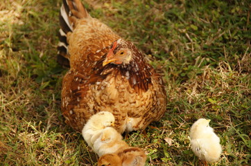 chicken with chickens