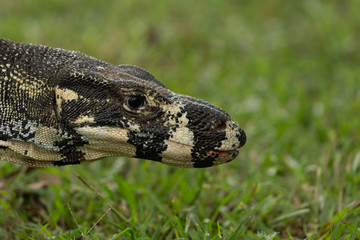 Australian Goanna
