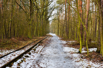 Leśna zaśnieżona droga wśród drzew. - obrazy, fototapety, plakaty