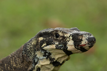 Australian Goanna