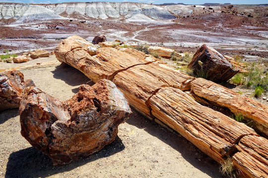 Crystal Forest, Petrified Forest
