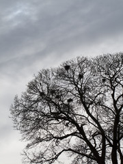 Silhouette of crows building their nests in spring time 