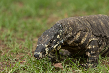 Australian Goanna