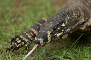 Australian Goanna