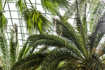 Obraz na płótnie Canvas Green branches of palm trees