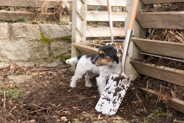 Hunde im Kompost - Jack Russell Terrier