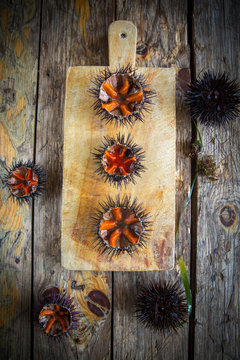 Fresh sea urchins