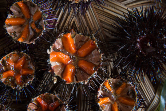 Fresh sea urchins
