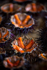 Fresh sea urchins