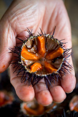 Fresh sea urchins