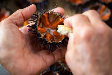 Fresh sea urchins