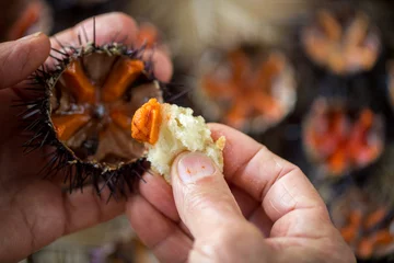 Wandaufkleber Fresh sea urchins © sabino.parente