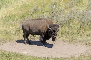 Bison on Remote Prairie