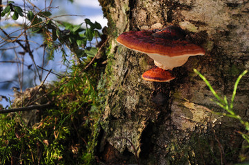 Tinder fungus growing on stump. Closeup scene of russian forest - obrazy, fototapety, plakaty