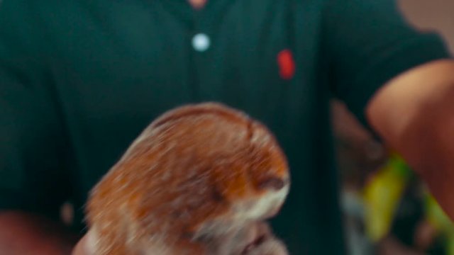 Man in hands holding a small lemur