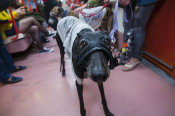 Pasajero galgo en transporte público